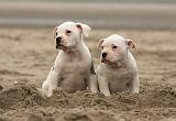 BOULEDOGUE AMERICAIN 138